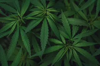 Seven Point Farms - Albuquerque