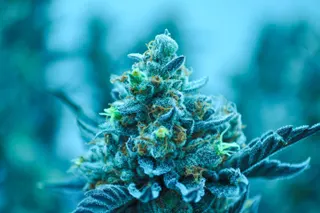 Square Grouper Dispensary