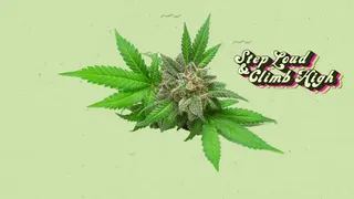 Stairway Cannabis
