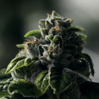 Steel City Meds