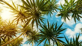 Steve's Hemp