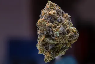 Little Bear Dispensary