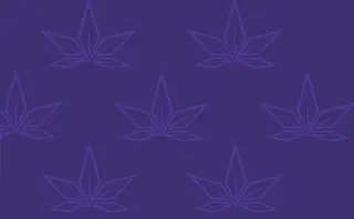 Strain Stars - Riverhead