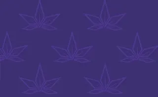 Strain Stars - White Plains