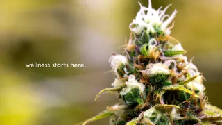 Temescal Wellness - Dover