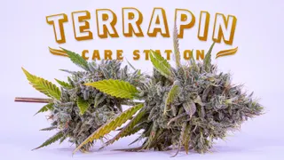 Terrapin Care Station - E. Mississippi - Aurora