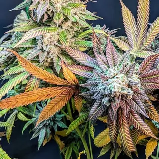 The Bud Depot - REC
