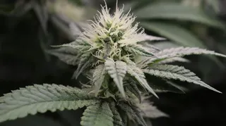 The Green Buffalo Dispensary