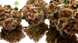 The Hemp Center CO Springs