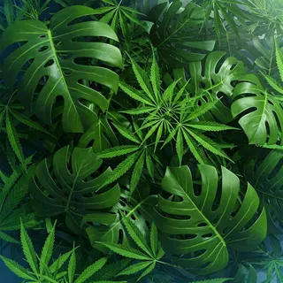 The Leaf