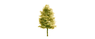 The Woods Cannabis Supply- Mississauga