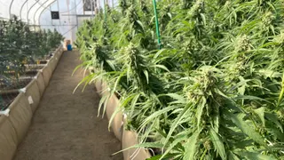 Tomcat Cannabis