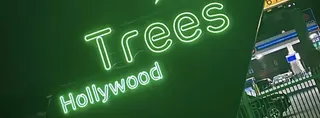 Trees Hollywood