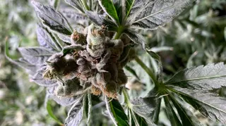 Water Canyon Dispensary