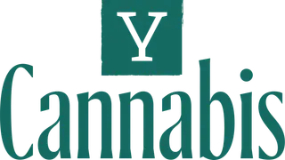Y Cannabis