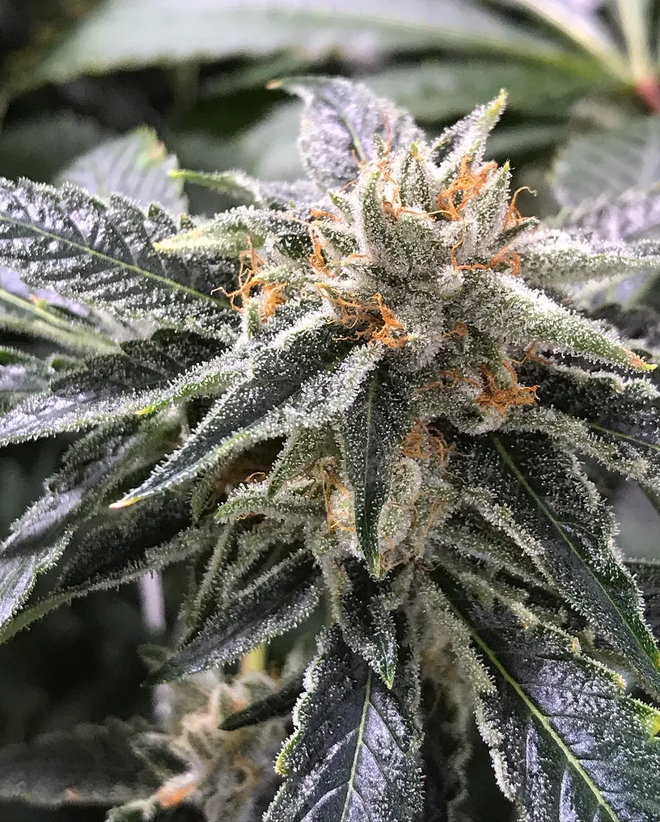 Sunday Sesh Flower $10 1g